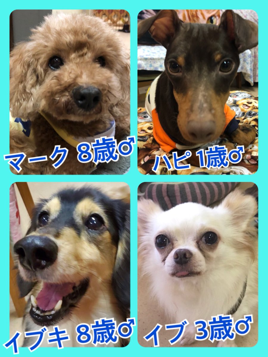 🐾今日の里親様募集中ワンコ🐶メンバーです🐾2019,9,29